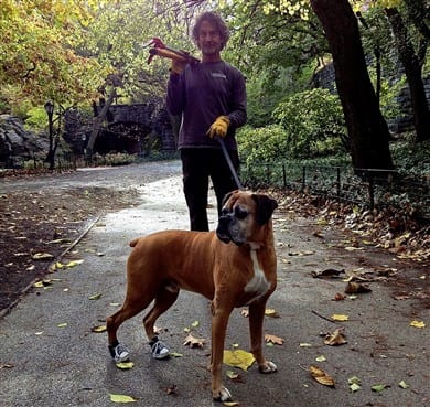boxer-dog-wearing-shoes-hind-paws-DM